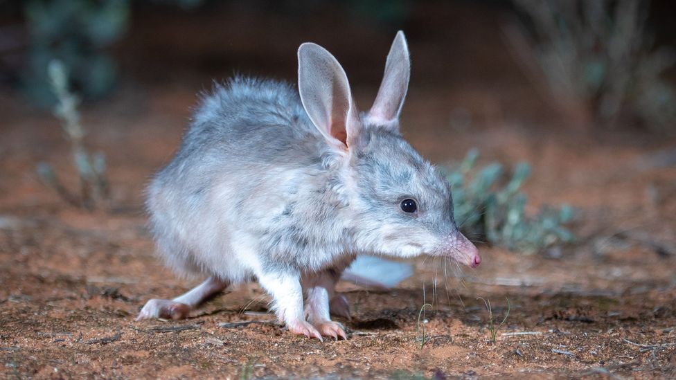 The indigenous keepers of the Outback's secrets - BBC Travel The indigenous keepers of the Outback's secrets - BBC Travel