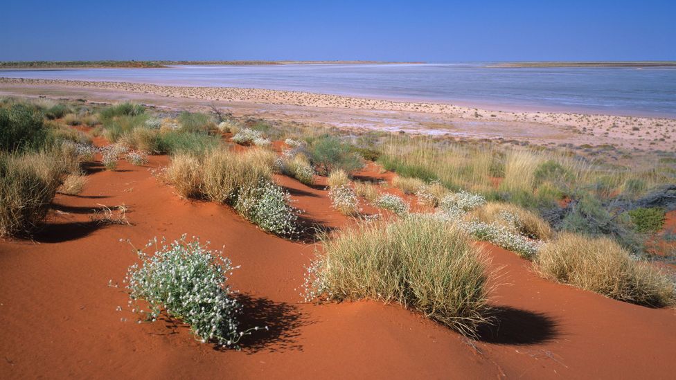 Australia's Great Sandy Desert is made up of spinifex grassland, salt lakes and endless red sand plains (Credit: Ted Mead/Getty Images)
