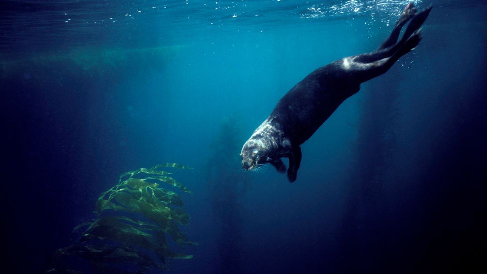 Sea otters have voracious appetites, eating about a quarter of their body weight every day (Credit: Getty Images) Sea otters have voracious appetites, eating about a quarter of their body weight every day (Credit: Getty Images)