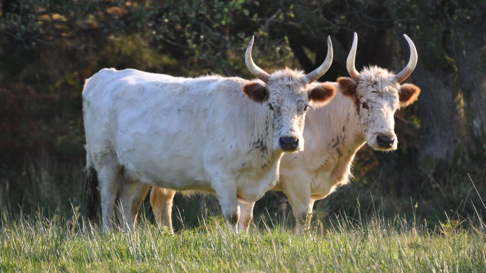 Due to centuries of inbreeding, Chillingham wild cattle are genetic clones that all look identical (Credit: Stephen Hall)