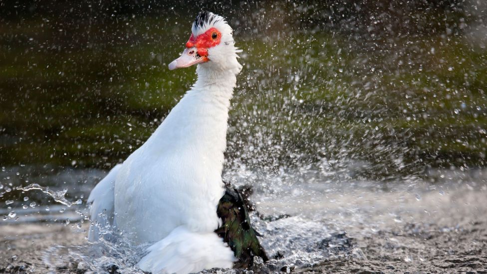 Not Big Dave, but a similar Muscovy duck with a considerably lower price tag (Credit: Alamy)