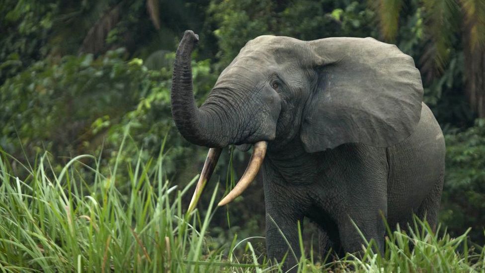 African forest elephants make a million-dollar contribution to carbon capture (Credit: Getty Images)