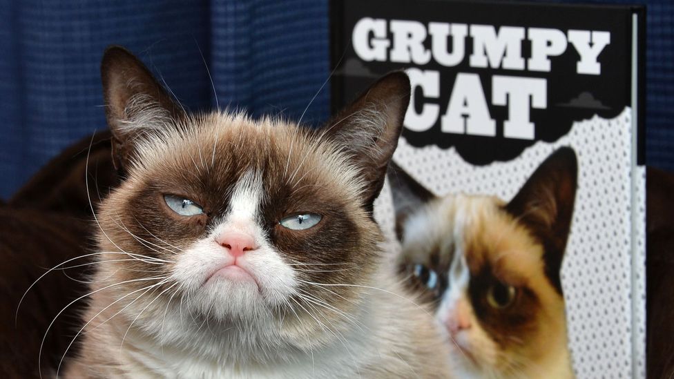 Grumpy Cat was - supposedly - worth tens of millions and was obviously delighted (Credit: Getty Images)