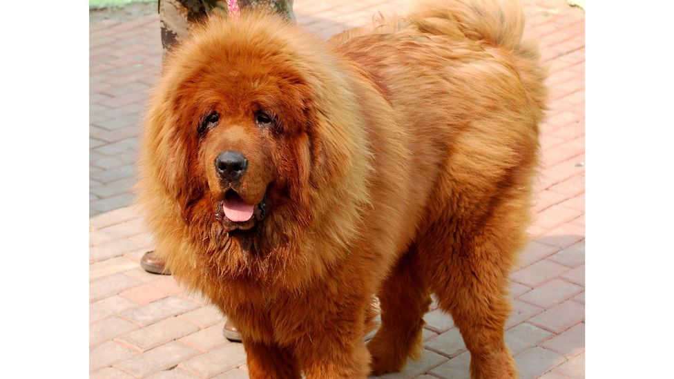 The dog Big Splash sold for a record-breaking sum to a Chinese buyer (Credit: EPA)