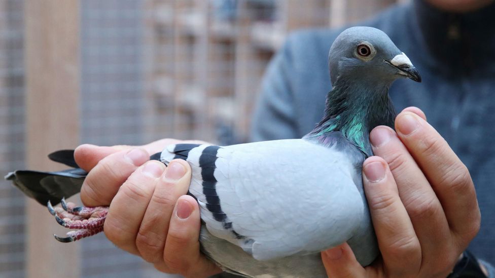 While it may look like a typical street pigeon to the untrained eye, New Kim is worth €1.6m ($1.8m/£1.4m) (Credit: Alamy)