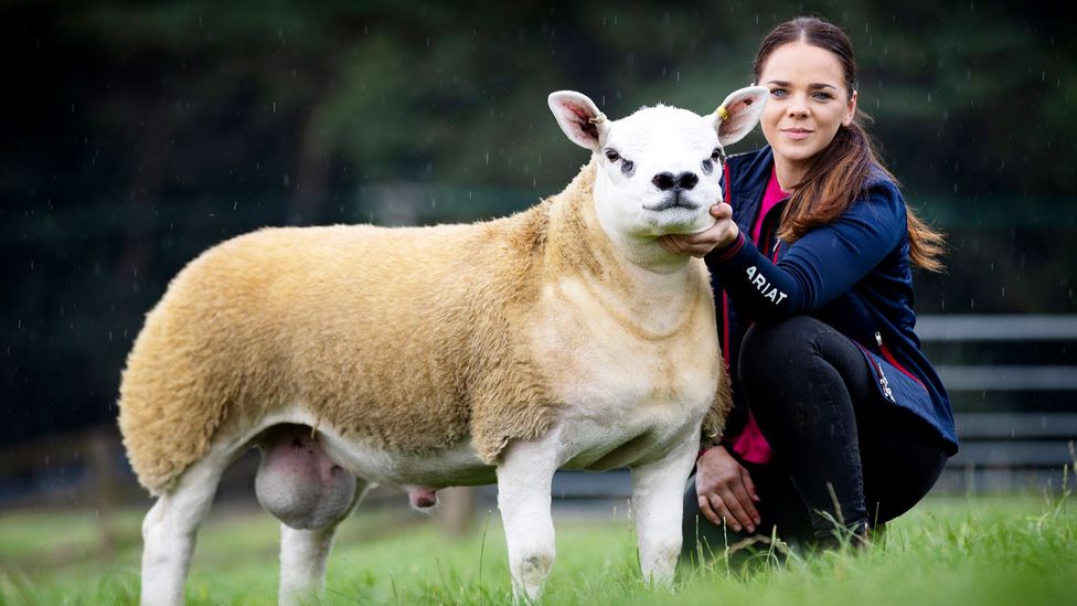 Double Diamond, a Texel lamb that sold for an "obscene amount of money for a sheep", poses with one of his prior owners (Credit: Catherine MacGregor/MacGregor Photography)