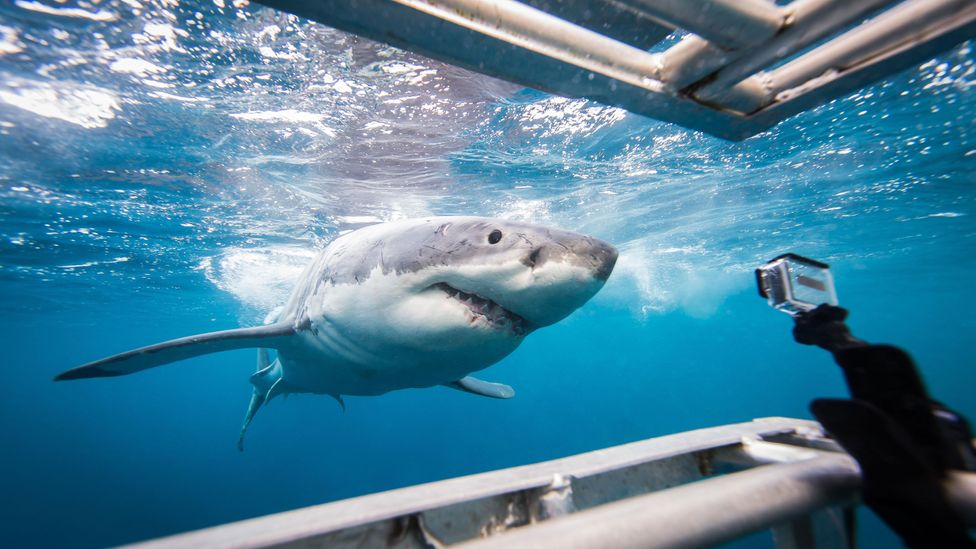 The tourism value of sharks is worth millions to economies (Credit: Brad Leue/Getty Images)