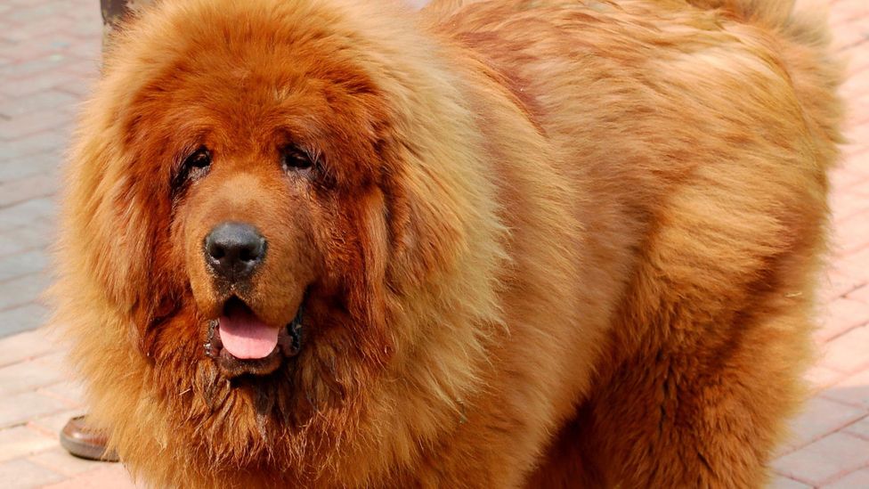 World's most expensive dog (Credit: EPA)