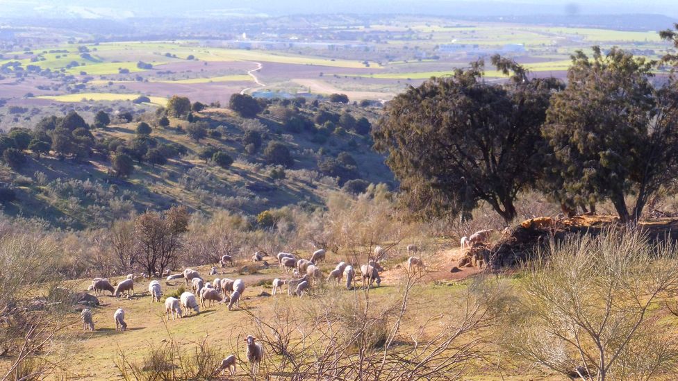 Transhumant herds pass winters in lowlands where pasture and water are plentiful (Credit: TyN) Transhumant herds pass winters in lowlands where pasture and water are plentiful (Credit: TyN)