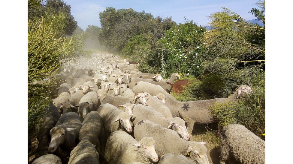 Herds typically cover distances of 20km (12 miles) every day during the spring and autumn transhumance (Credit: TyN) Herds typically cover distances of 20km (12 miles) every day during the spring and autumn transhumance (Credit: TyN)