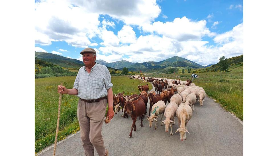 Jesús Garzón and the herd of the Mesta Council pass summers in mountain pastures of the Picos of Europe, where pastures are plentiful and weather is mild. (Credit: TyN)
