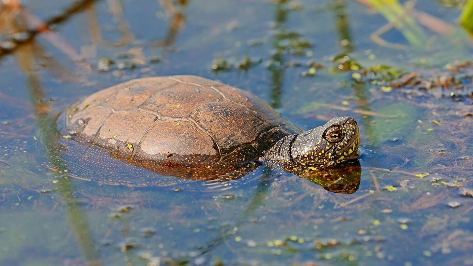 Can a long-lost turtle help to restore Britain's wetlands? - BBC Future