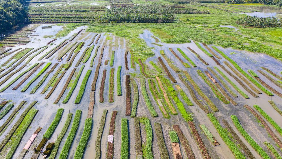 Bangladesh's remarkable floating gardens rise and fall with the swelling waters (Credit: Bengal Pix/Alamy)