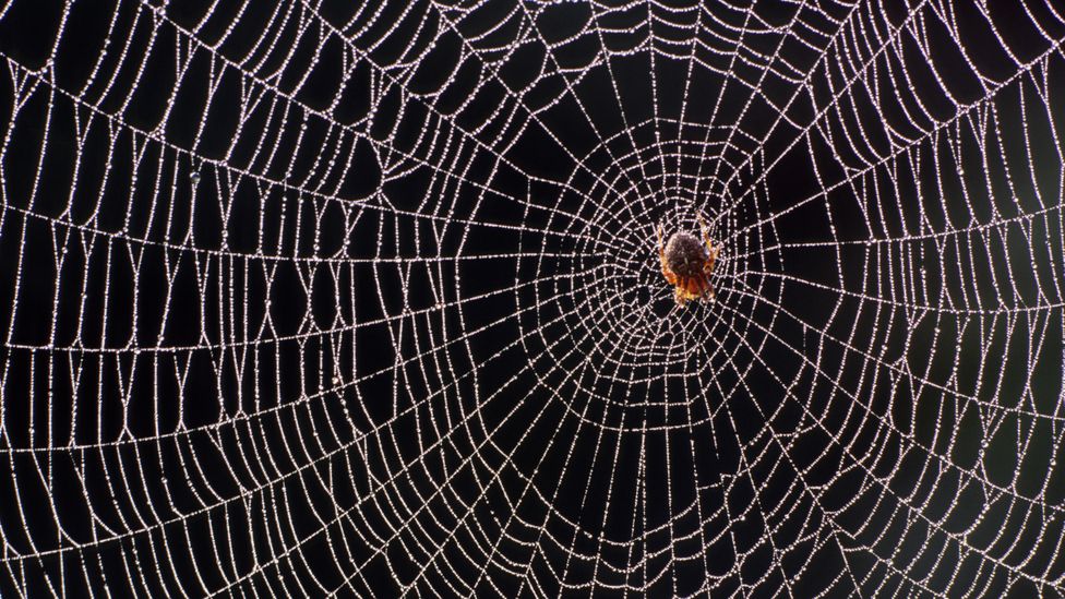 Recent research has challenged the idea that spiders are thoughtless and robotic – there's growing evidence that some can learn and solve problems flexibly (Credit: Getty Images)