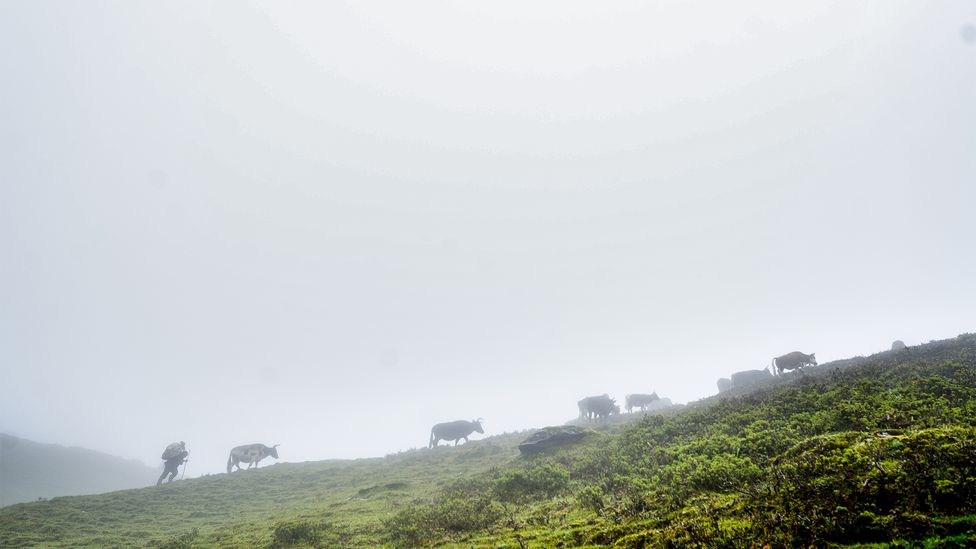 Pendant des siècles, les chauris ont été essentiels aux moyens de subsistance de nombreuses communautés nomades de l'Himalaya (Crédit : Bijayabar Pradhan)