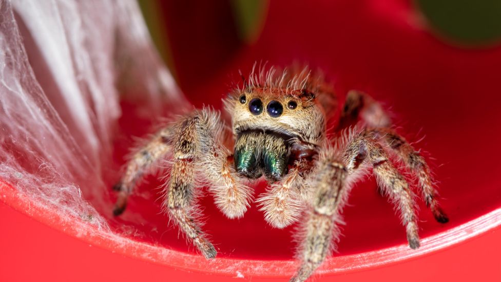 Jumping spiders have large eyes that provide them with excellent vision – they can perceive colour and depth, and see in more detail than some vertebrates (Credit: Alamy)