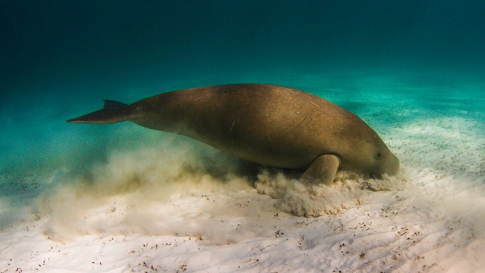 Sea cows, or dugongs, can be destructive grazers, rooting out the seagrass species that help hold the ecosystem together (Credit: Getty Images)