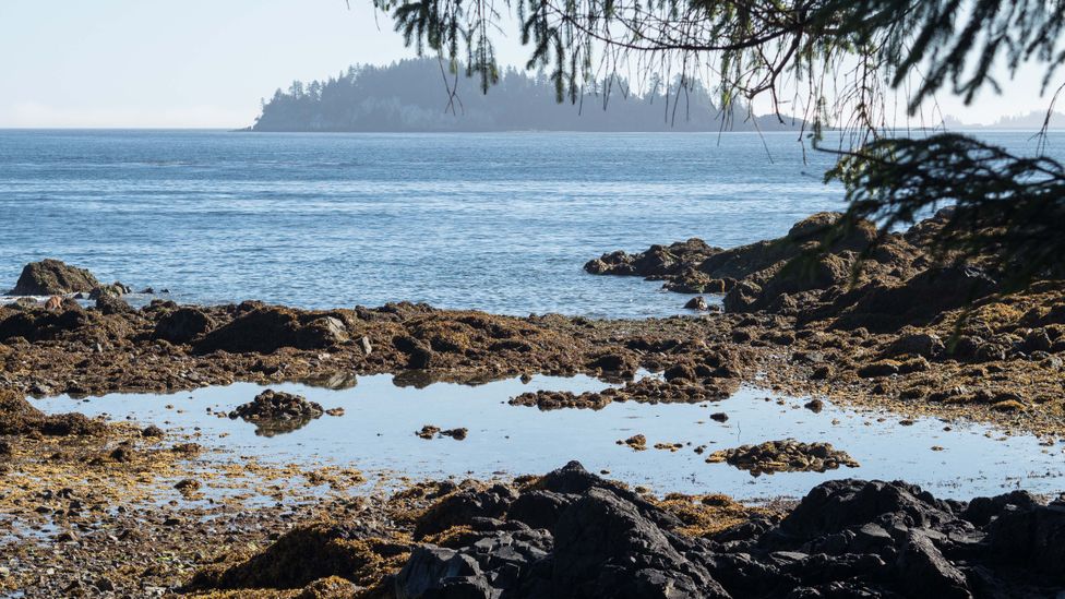 A Haida Gwaii sea garden has two rock mounds in its centre that attracted octopus and made it easy for Indigenous people to collect dinner (Credit: Diane Selkirk)