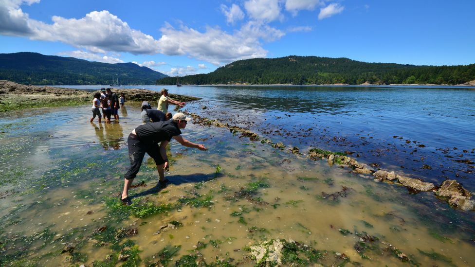 Since 2014, members of W̱SÁNEĆ Nations have been restoring two clam gardens in partnership with the Gulf Islands National Park Reserve (Credit: Ian Reid)