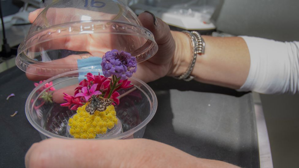 A Laguna Mountains skipper butterfly founder in its transport container, prior to being re-released in its habitat (Credit: Michael Ready)