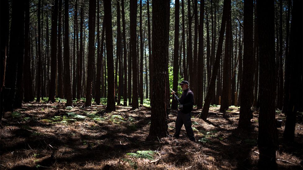 Deep in the forests of Spain's autonomous Castilla y León province, workers carry out the age-old practice of resin tapping (Credit: Susan Girón)