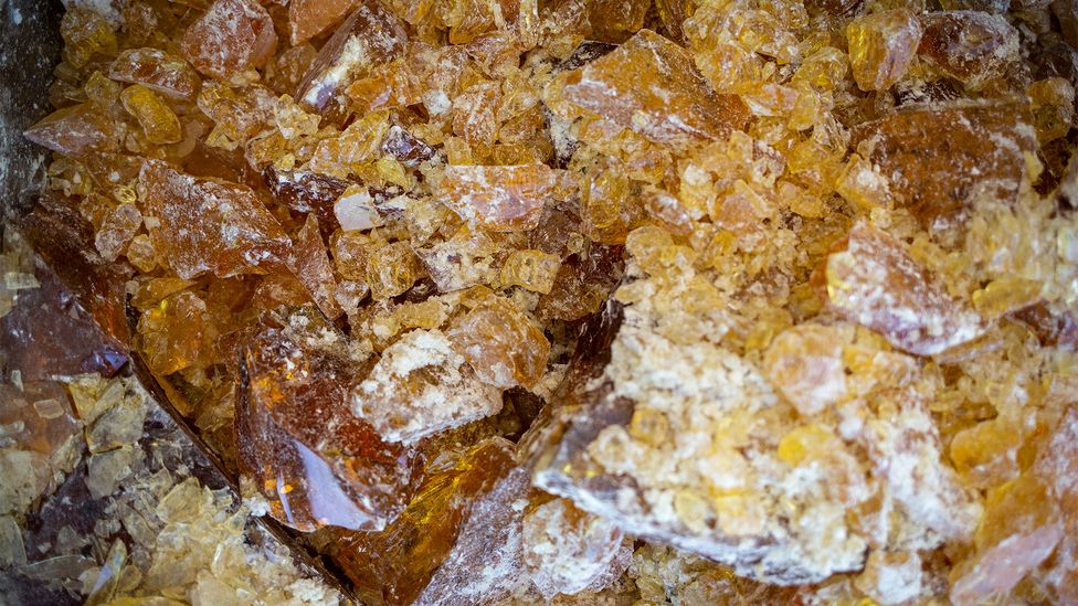 Some Spanish experts claim that pine resin could provide a viable alternative to petroleum (Credit: Susana Girón)
