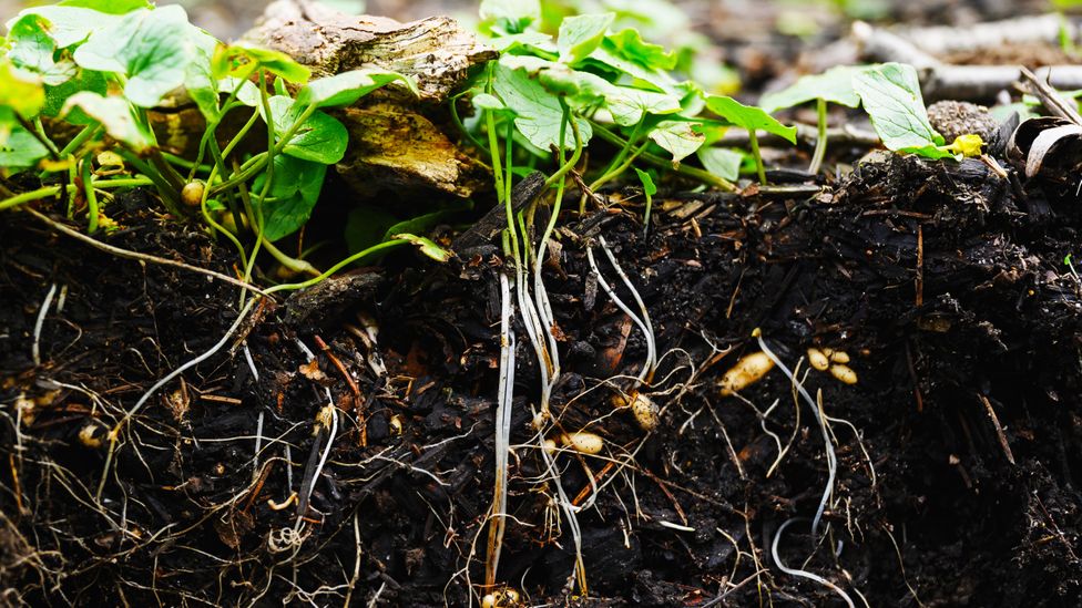 Carbon farming helps to store carbon in the soil, removing it from the atmosphere and enriching the land (Credit: Getty Images)