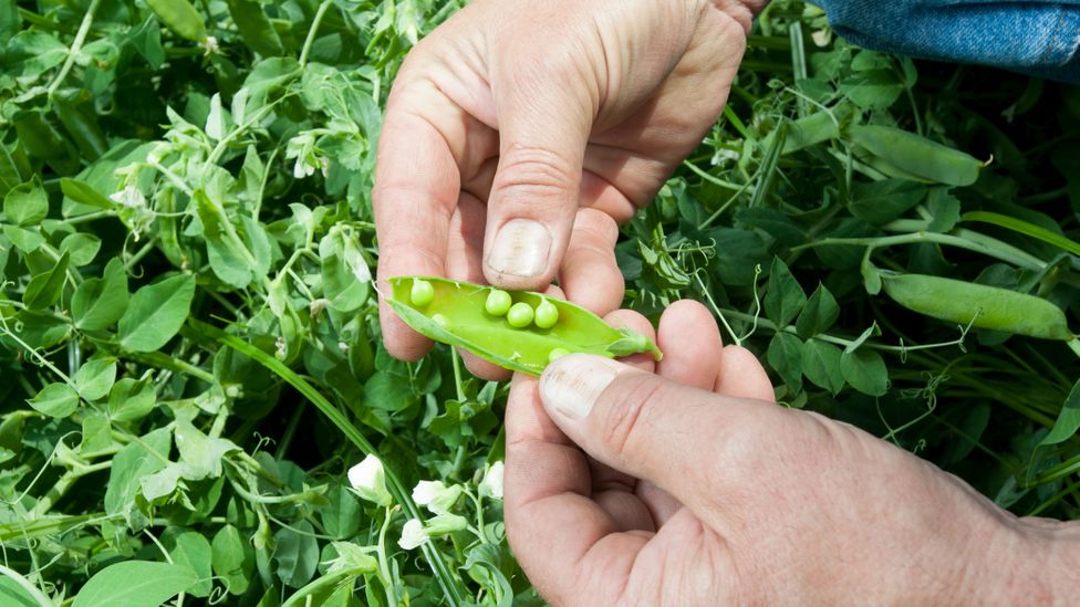 Certain
                crops, such as legumes, help to sequester greenhouse
                gases and store them in the soil (Credit: Getty Images)