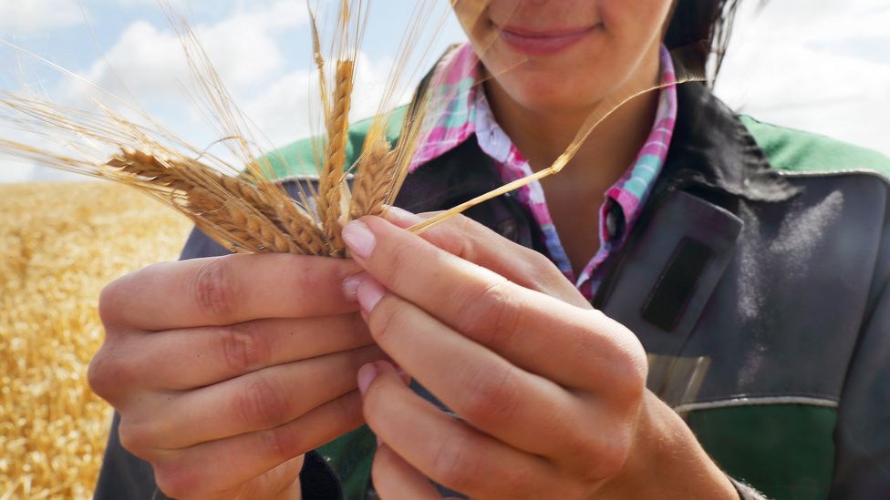 Os alimentos não são a única razão para o cultivo - os métodos convencionais de cultivo podem ser substituídos ou aumentados com a agricultura de carbono (Crédito: Getty Images)