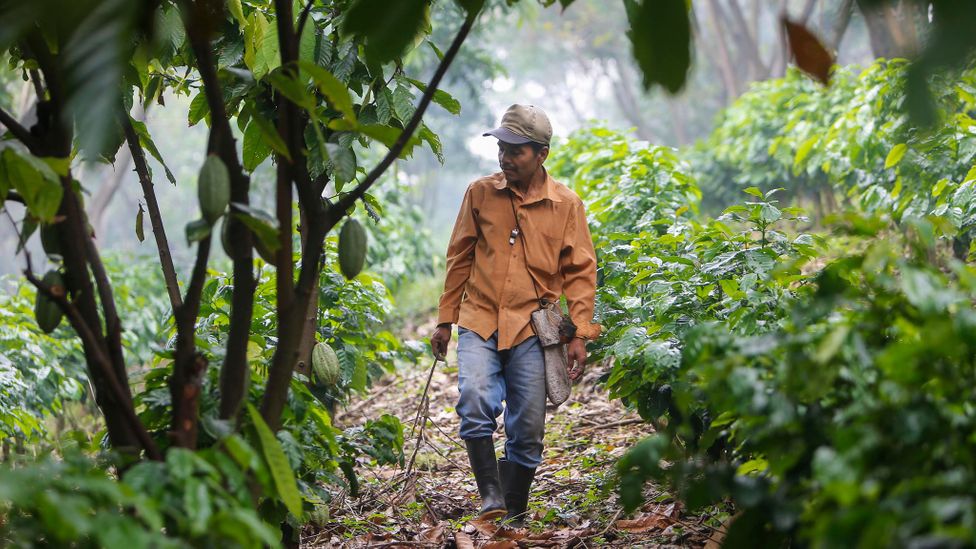 The areas suitable for growing coffee in Nicaragua could decline by up to 90% due to climate impacts, studies suggest (Credit: Inti Ocon/Getty Images) The areas suitable for growing coffee in Nicaragua could decline by up to 90% due to climate impacts, studies suggest (Credit: Inti Ocon/Getty Images)