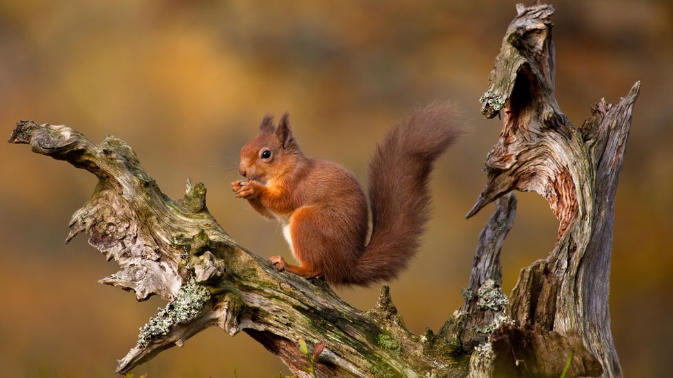 In Scotland, researchers are intricately mapping a woodland ecosystem as it regenerates – and what that translates to in monetary value (Credit: Getty Images)