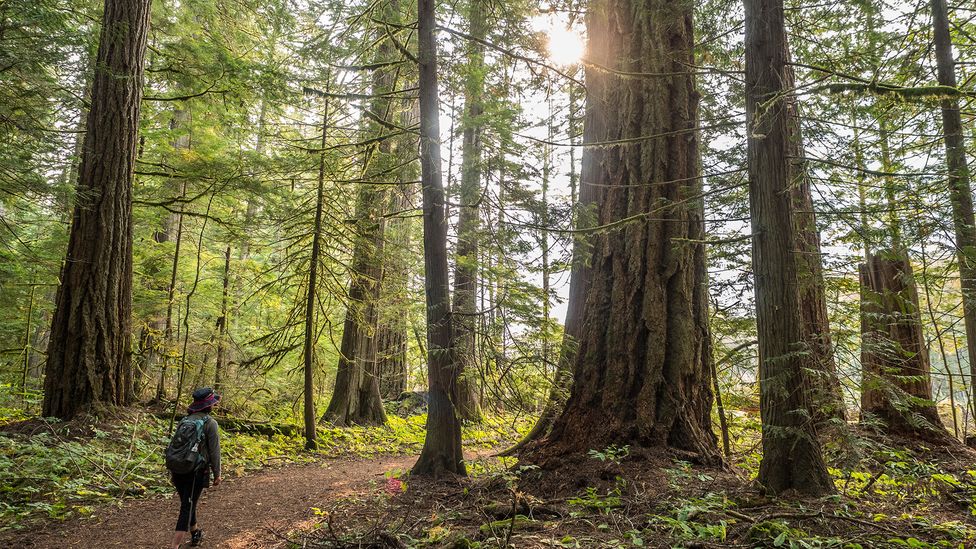 First Nations communities used hundreds of grease trails to transport goods, and as settlers arrived, they used them to help unite modern-day Canada (Credit: Diane Selkirk)