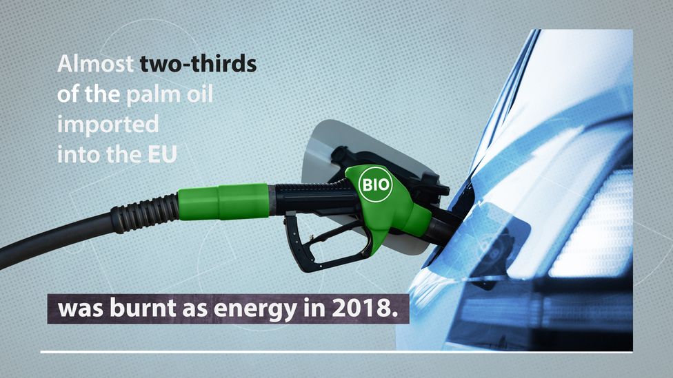 Palm oil is best known for its use in household products, but much of it is used to fuel vehicles (Source: Transport and Environment, Credit: Adam Proctor/BBC)