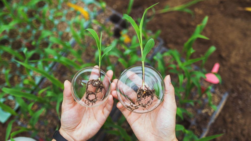(Credit: Getty Images)