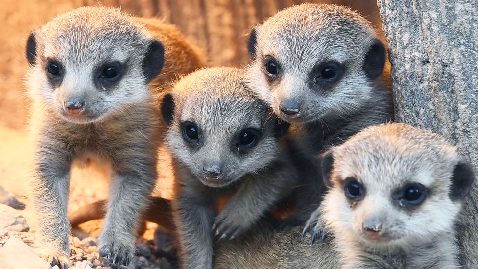 Human families are similar to meerkats in the way they organise themselves (Credit: Getty Images)