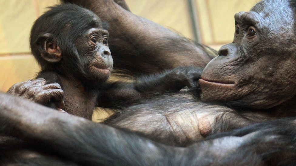Bonobo mothers are solo parents, unlike humans, who have evolved in extended families (Credit: Getty Images)
