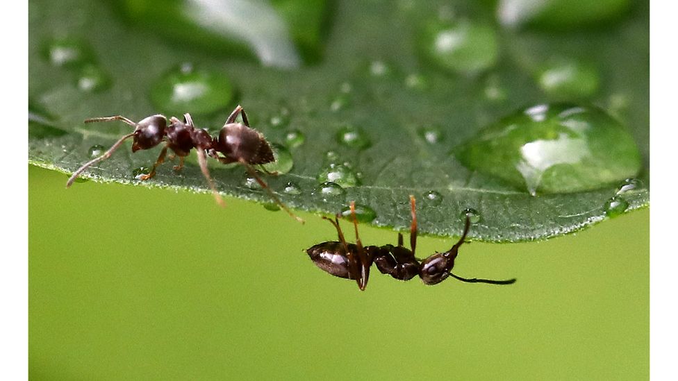When it comes to our family structures, we have more in common with ants than with other great apes (Credit: Getty Images)