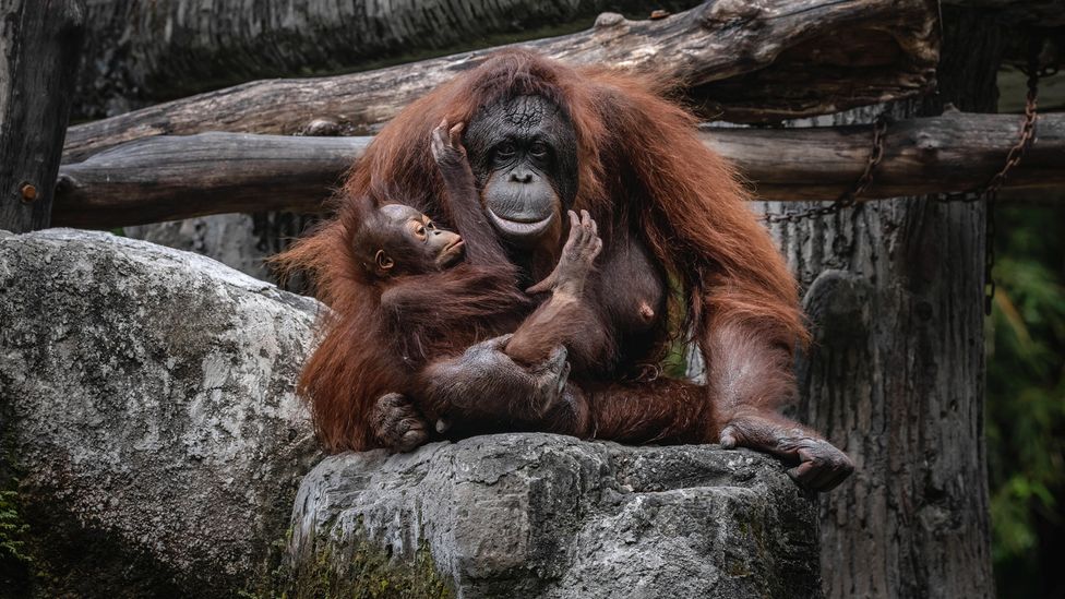 Orangutans are also closely related to us, but are more used to parenting alone (Credit: Getty Images)