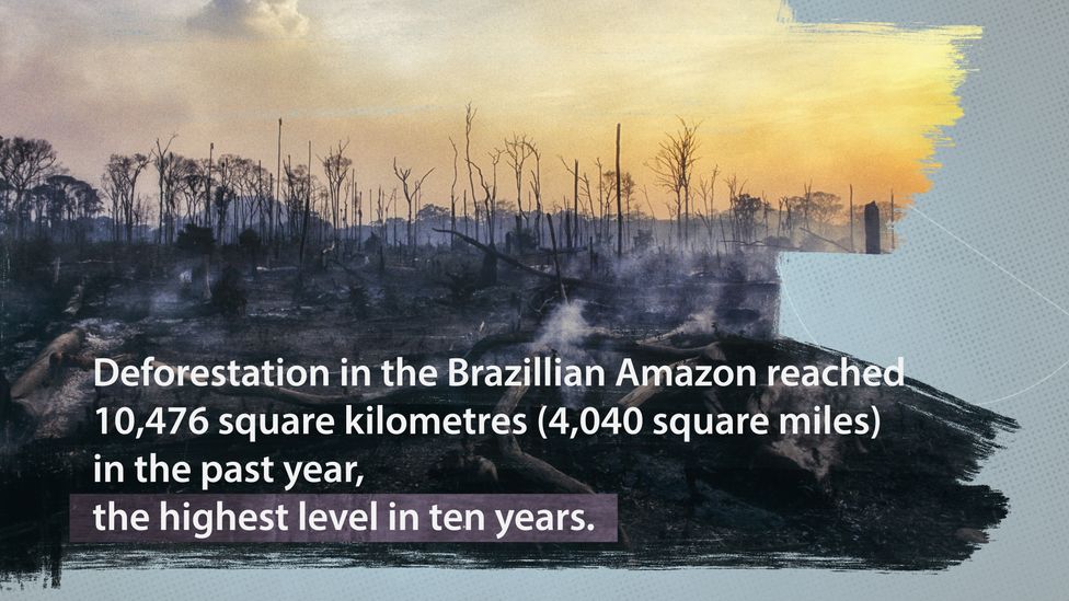 In the past Brazil has cut deforestation dramatically, but in recent years it has once again surged (Credit: Adam Proctor/BBC)