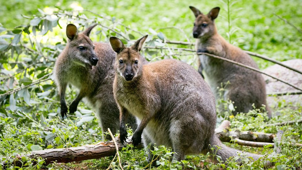 Today, 50 to 60 red-necked wallabies roam free on this uninhabited Scottish island (Credit: Monica Bertolazzi/Getty Images)