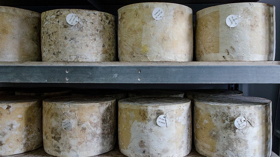 The worldwide replication of cheddaring is one reason cheddar doesn't have protected designation of origin status (Credit: Cheddar Gorge Cheese Company)