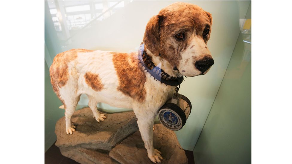 Even when they don't die out, dog breeds are always changing – so much so that Barry (a stuffed St Bernard from 1814), had to be altered after confusing visitors (Credit: Alamy)