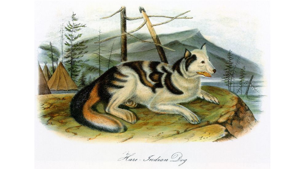 The Hare Indian dog – bred by the Hare Indians from Northern Canada for hunting – went extinct after mixing with Western dogs in the 19th Century (Credit: Alamy)