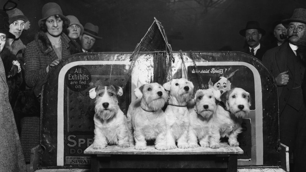Sealyham terriers were originally bred to hunt otters, stoats and polecats, but today their numbers are dwindling (Credit: Getty Images)