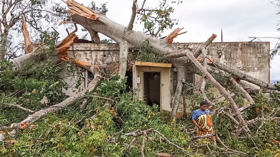 A woman in Macomia, northern Mozambique assesses the damage after a mature baobab tree slammed into her home during Cyclone Kenneth in 2019 (Credit: Getty Images)