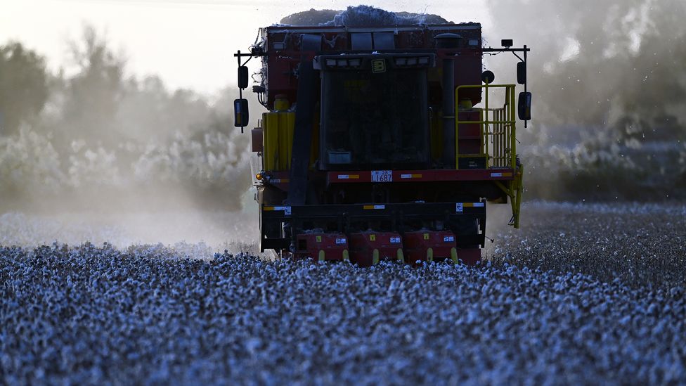 Natural fibres like cotton take a heavy toll on the environment due to the water needed and emissions produced when growing them (Credit: Que Hure/Getty Images)