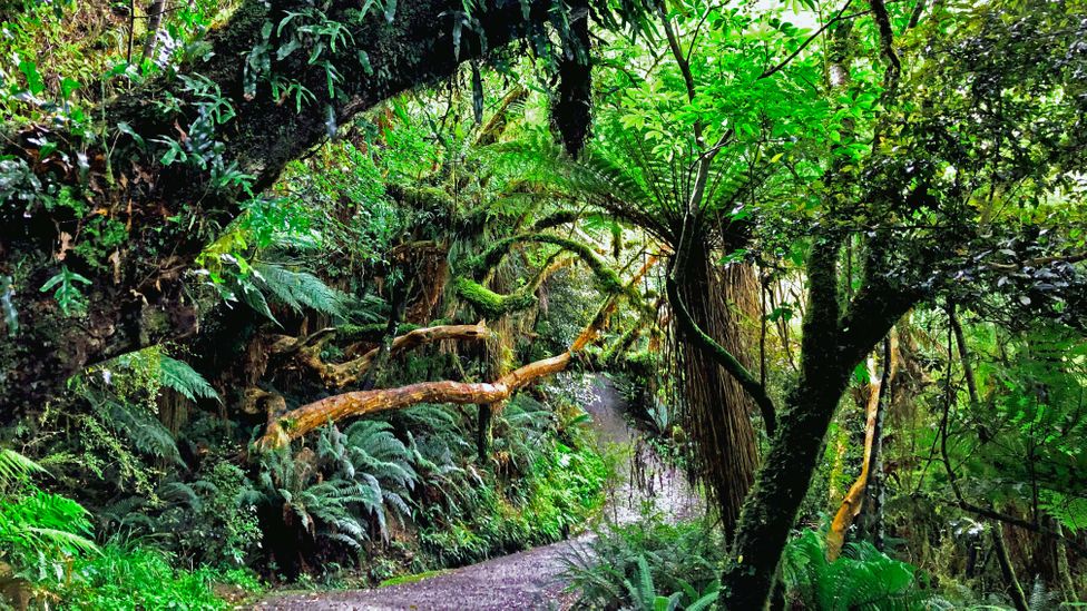 New Zealand's 180-million-year-old forest