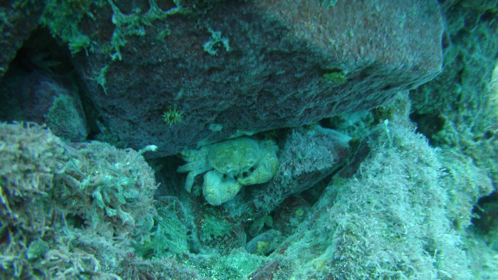 Quase nada pode viver próximo às fontes, além de uma espécie de caranguejo especializada que só foi descoberta em 2000 (Crédito: Dr Mario Lebrato)