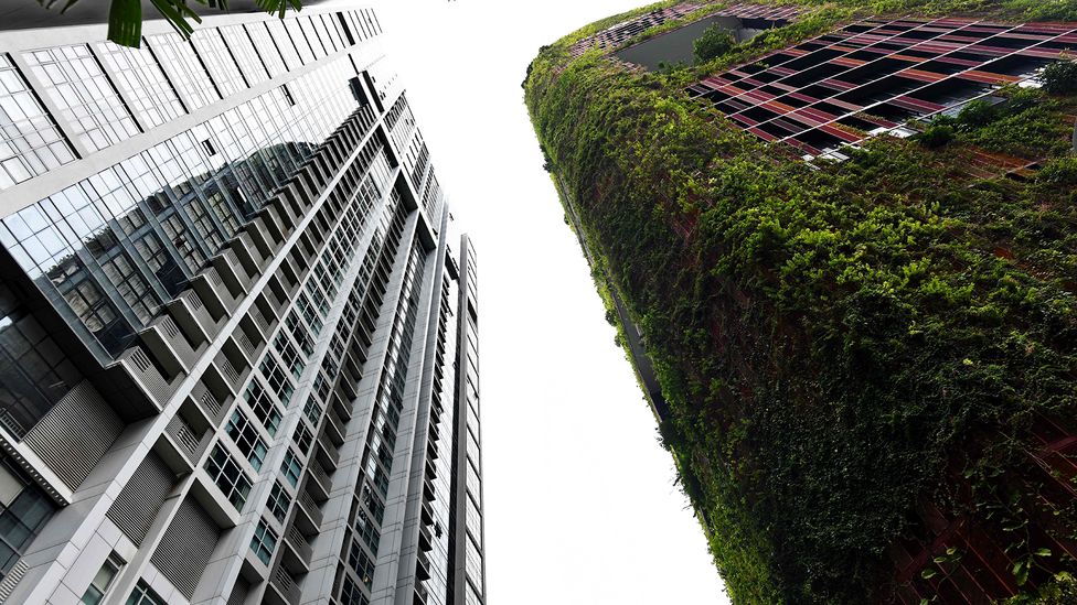 Architects and city planners in Singapore have tried to use plants on the outside of buildings to combat pollution and high temperatures (Credit: Roslan Rahman/Getty Images)