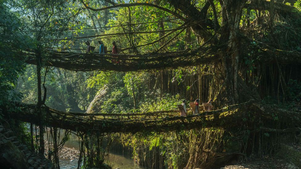 The Double Decker Root Bridge of Meghalaya is now famous, drawing tourists from around the world (Credit: Alamy)